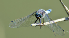 Blaugrüne Mosaikjungfer (11).jpg